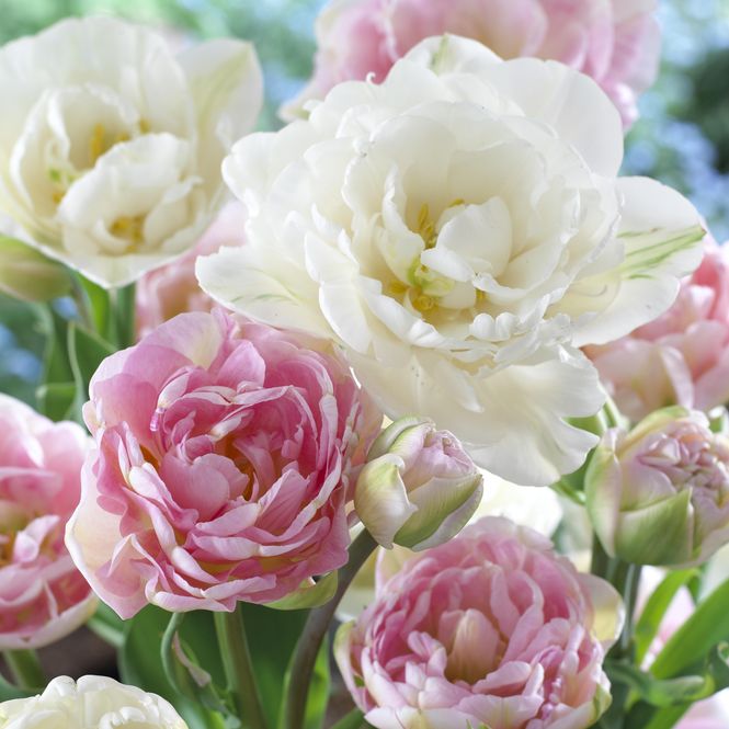 Hovedbilde Tulipan Angelique og Tulipan Mount Tacoma. 8 løk