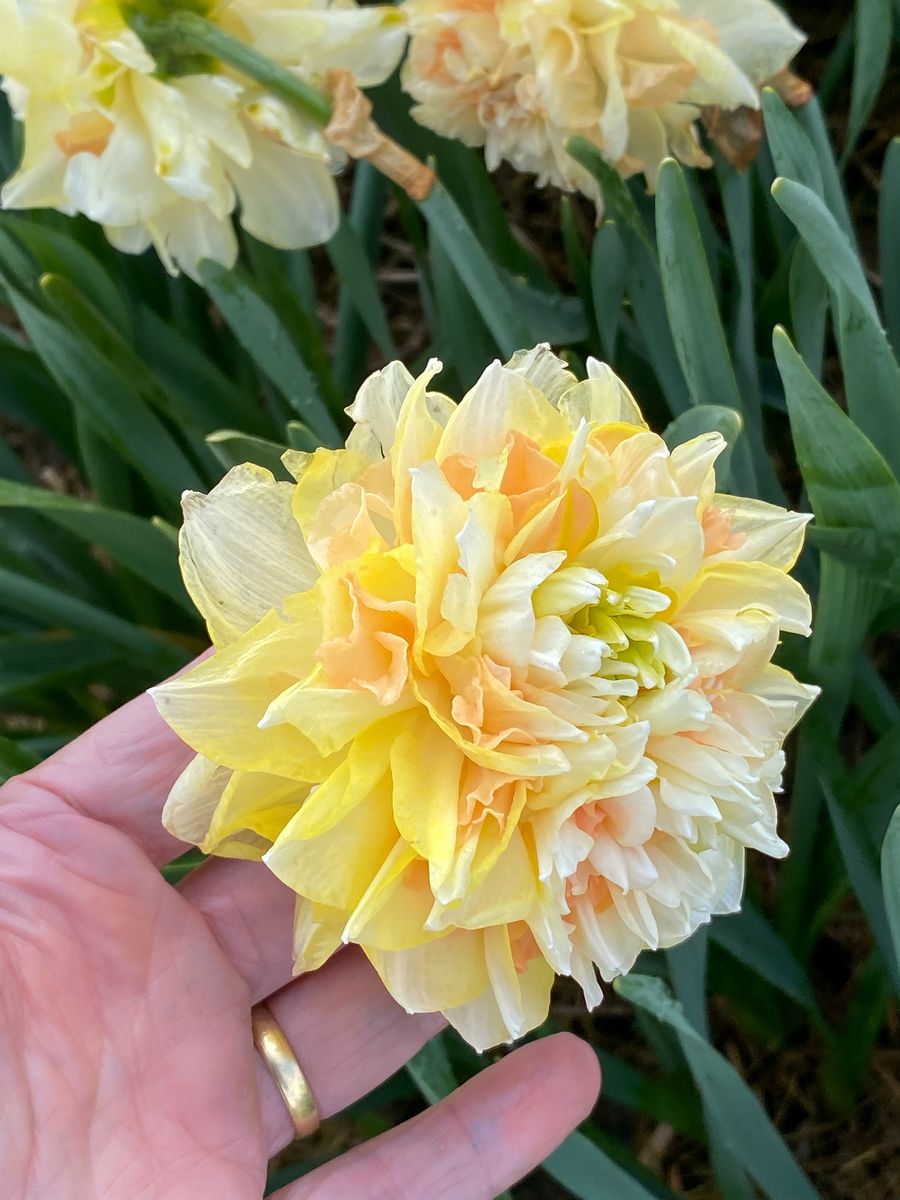 Trompetlilje Pom Pom Rose - 3 løk