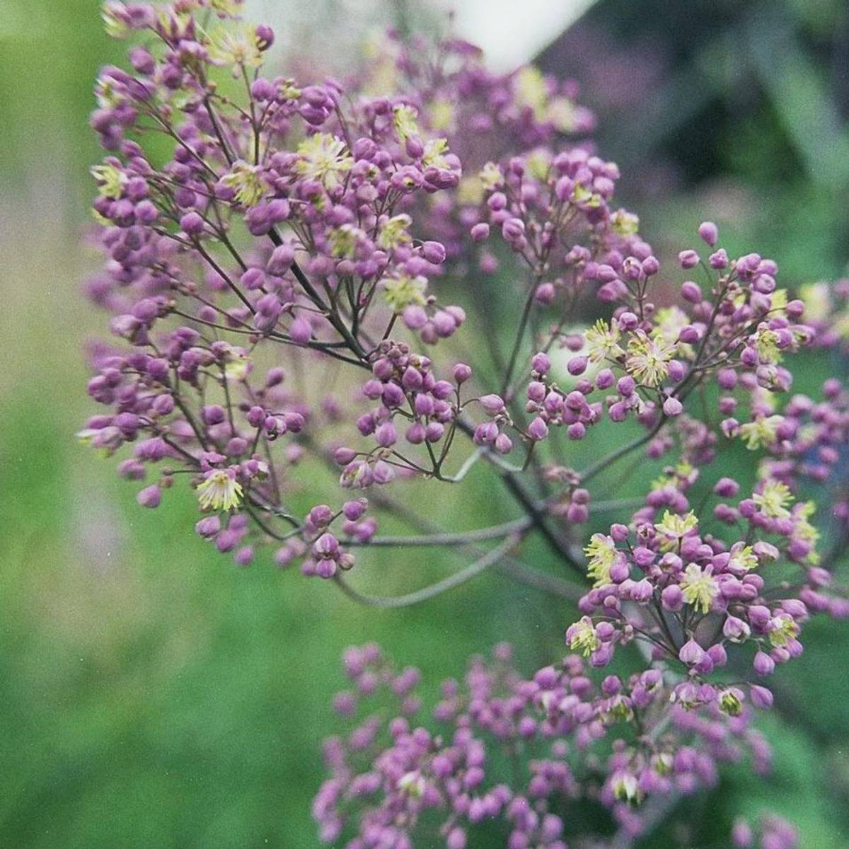 Thalictrum Anne. Frøstjerne. 1 rot