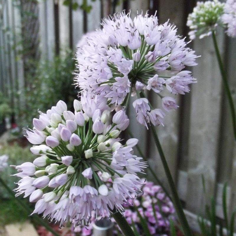 Allium Summer Beauty - 1 rot