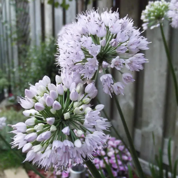 Hovedbilde Allium Summer Beauty - 1 rot