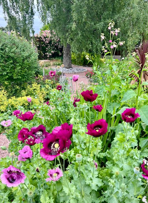 Hovedbilde Papaver somniferum Laurens Grape. Valmue -Frø-
