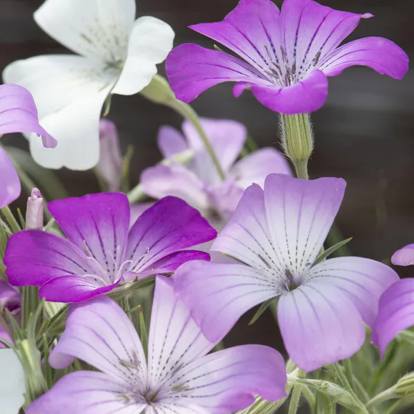 Hovedbilde Agrostemma gracilis Queen Mixed. Klinte -Frø-