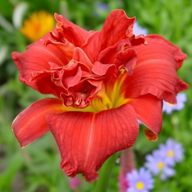 Hovedbilde Hemerocallis Moses Fire. Daglilje - 1 rot