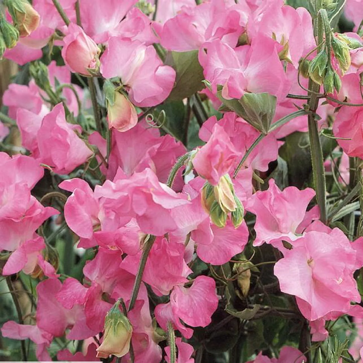 Lathyrus Odoratus Royal Family Rose-Pink. Blomsterert - Frø -