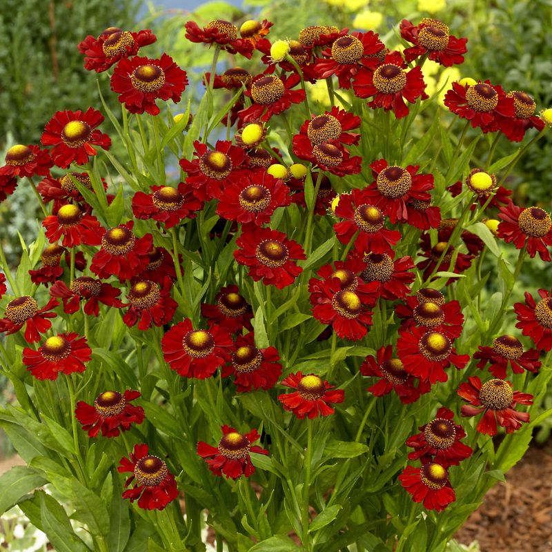 Helenium Ruby Tuesday. Solbrud 1 rot